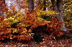 Beech leaves in late fall