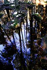 Cedar Swamp reflection