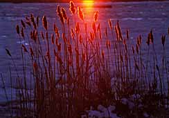 Sunset Reeds